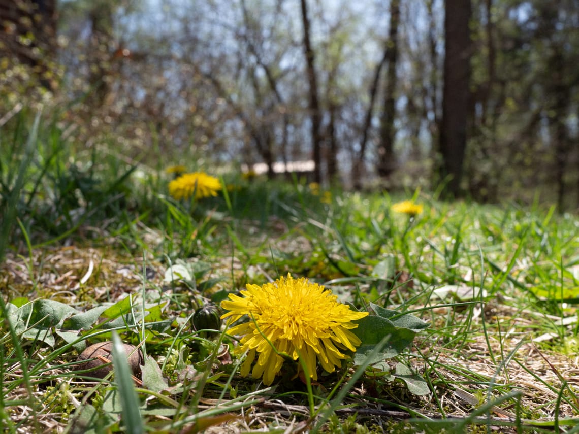 A blooming dandelion in the center of the frame with several more in the distance.