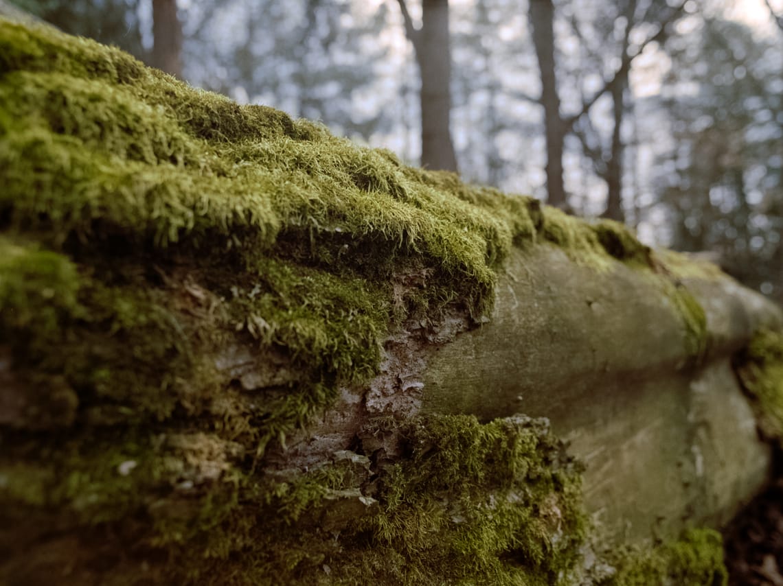 A mossy log with a portion of the bark missing on the right side of the image.