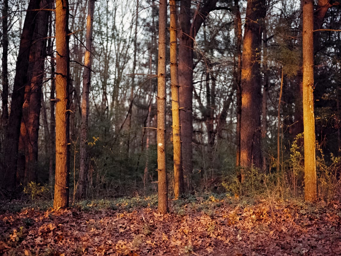 Very warm light from the setting sun illuminates various tree trunks in the woods.