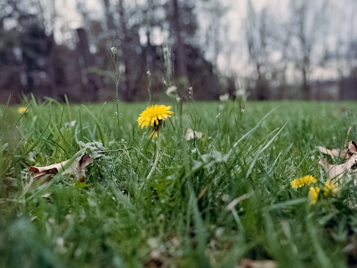 3 yellow dandelions placed across the diagonal of the image (upper L to lower R) with dark green grass in the fg and bg.