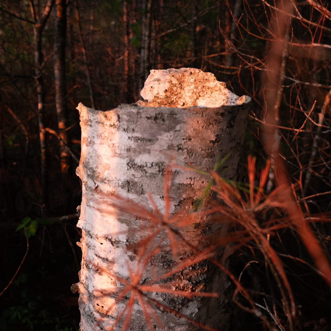 Remnants of a Birch Tree