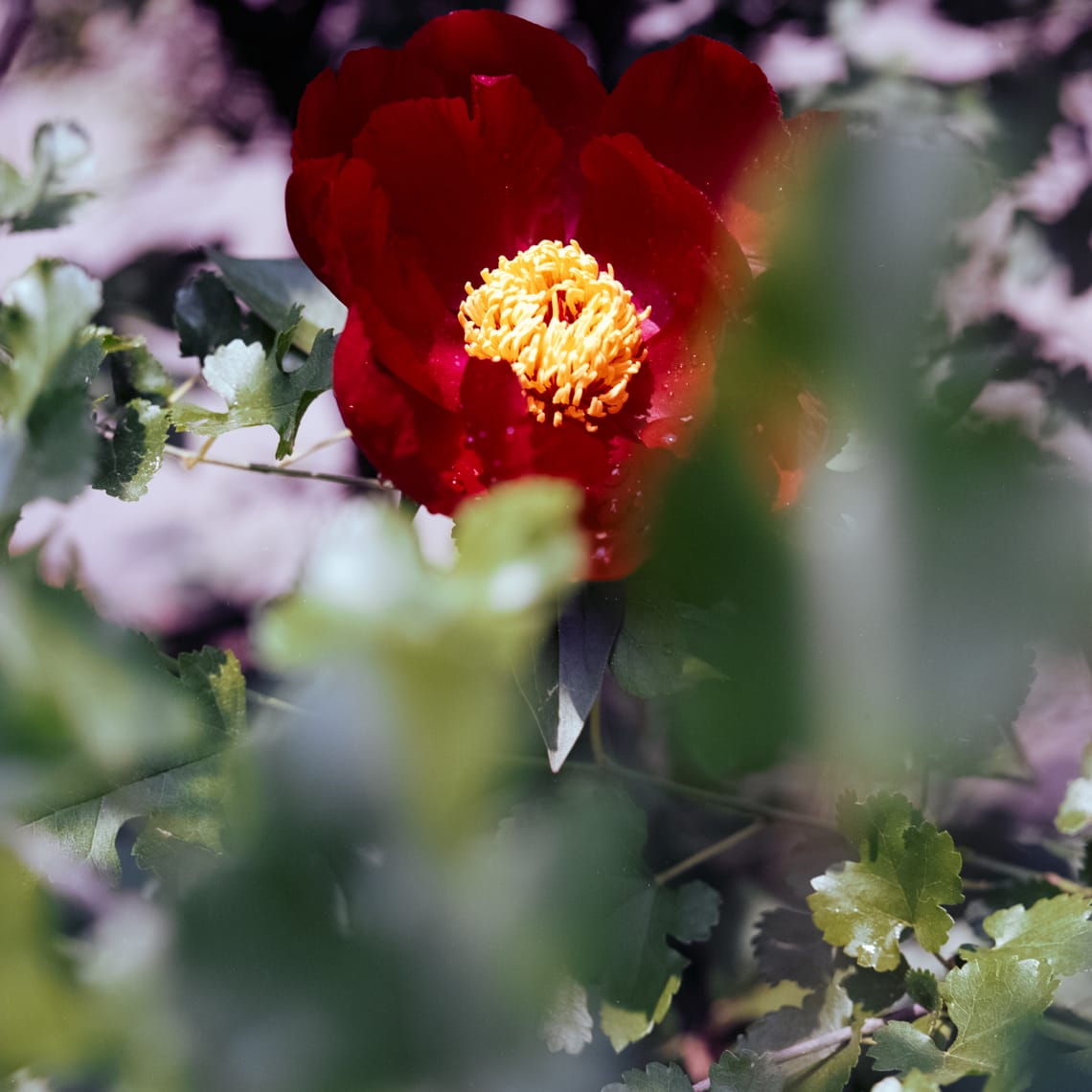 Peony in the Sun