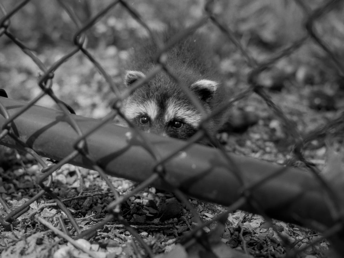 Baby Raccoon