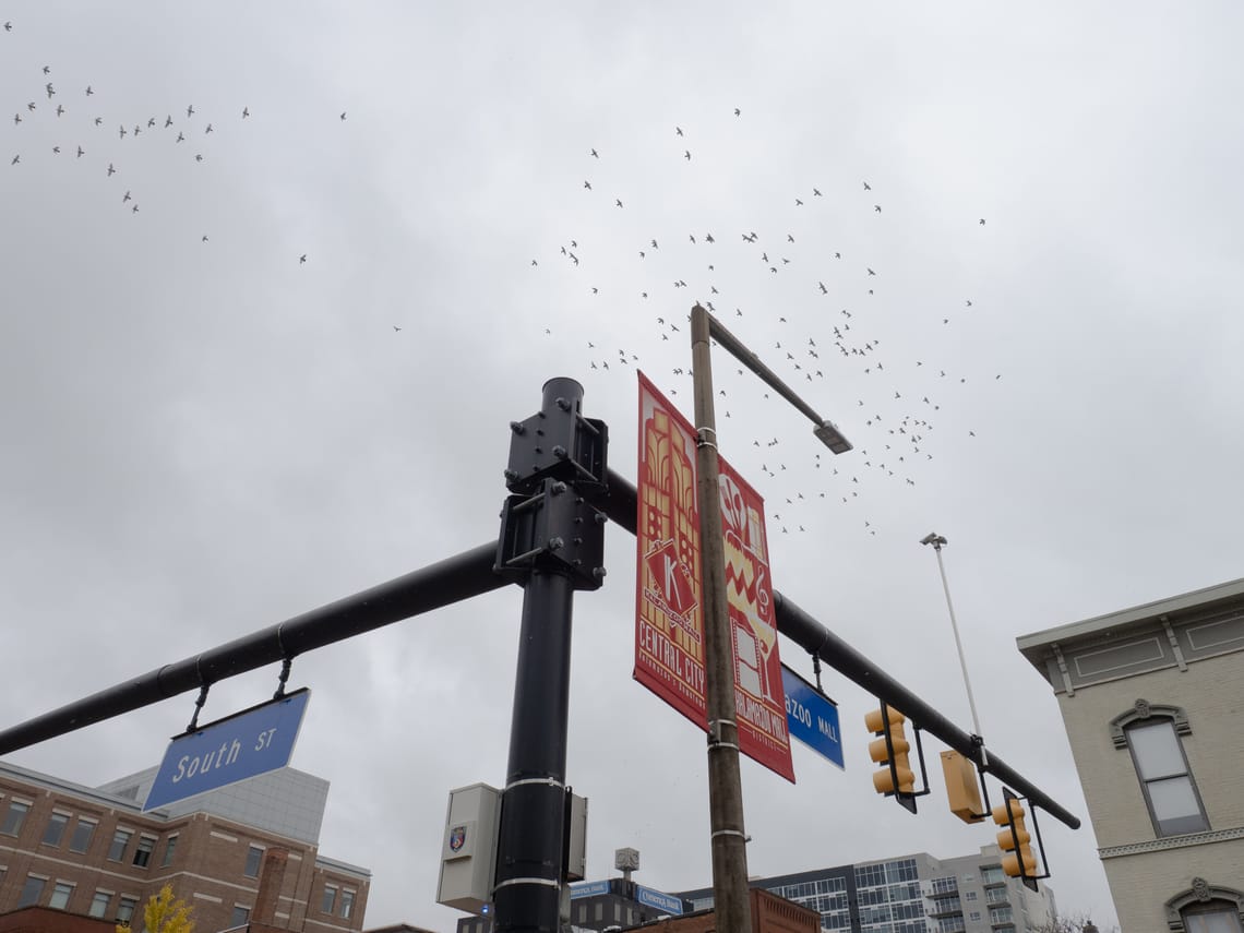 Birds flying in different directions above a traffic light intersection.