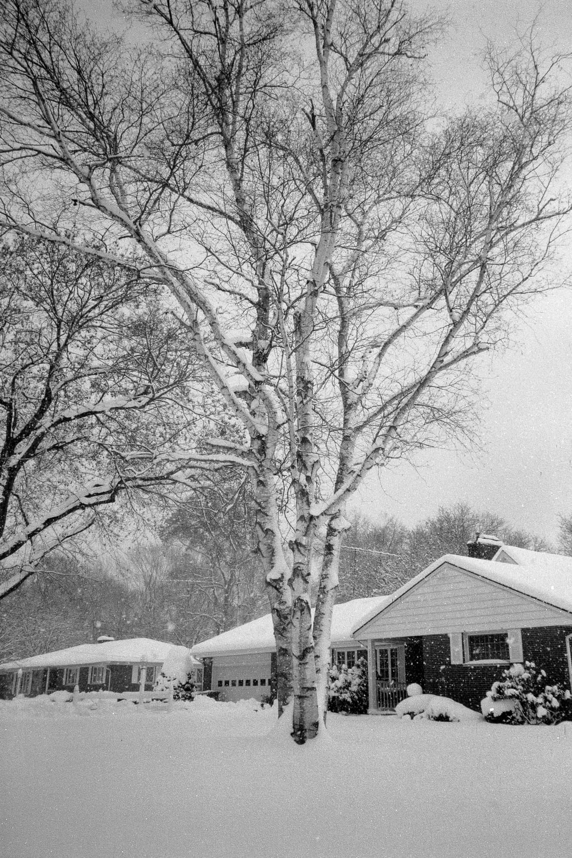 A black and white photo of a birch tree in front of some houses covered in snow.