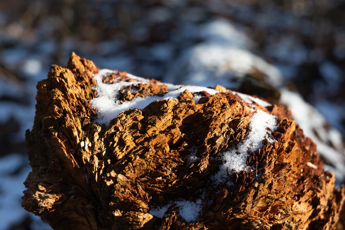 Decaying fallen tree. The broken wood looks like mountain peaks. Snow lies between the peaks. Golden sunlight streaming from right to left.