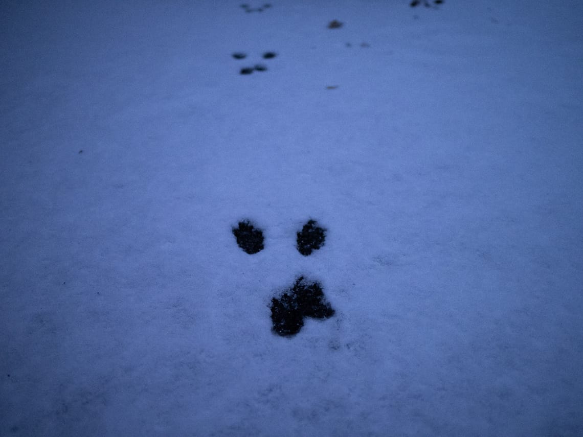 Squirrel (I think) prints in the fresh snow. They look like an angry face.