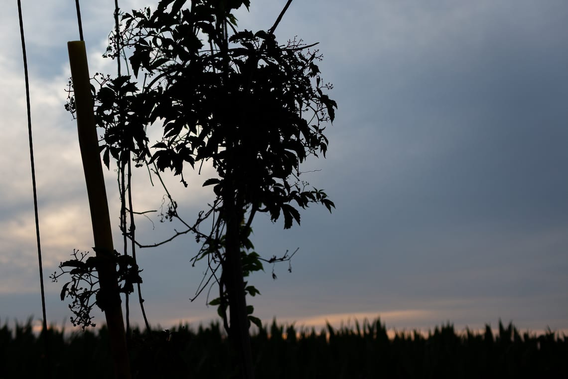 Evening Light