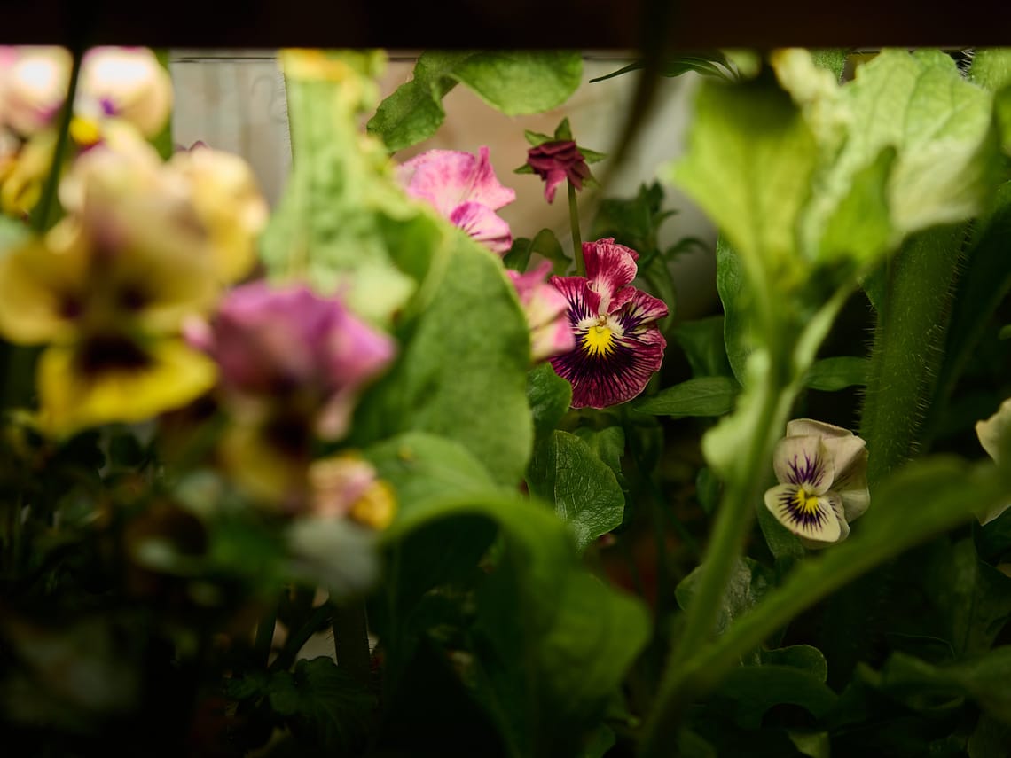 365 Project #265