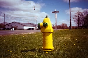 Blooming Fire Hydrant