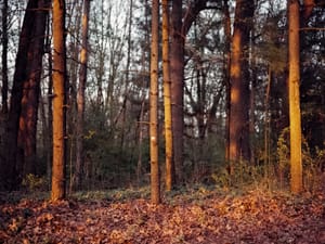Sunset In The Woods