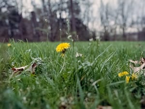 Still Spring