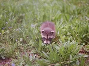 Baby Raccoon