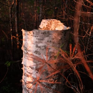 Remnants of a Birch Tree