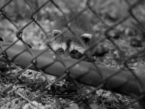 Baby Raccoon
