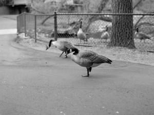 Escapees