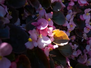 Extreme Photosynthesis